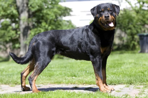 corrigir mau comportamento do rottweiler