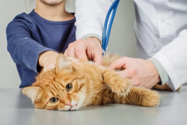 doencas que causam queda de pelo do gato