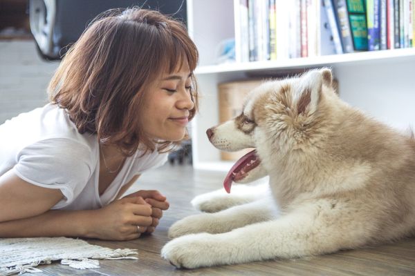 antipulgas para cães