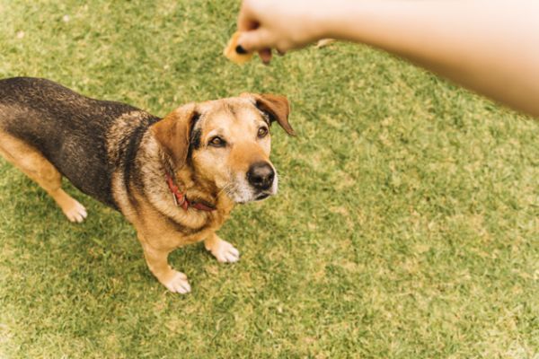 antipulgas para cães