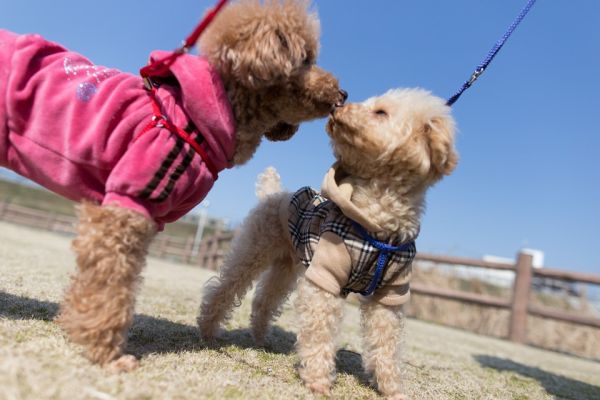 pulgas em cachorros