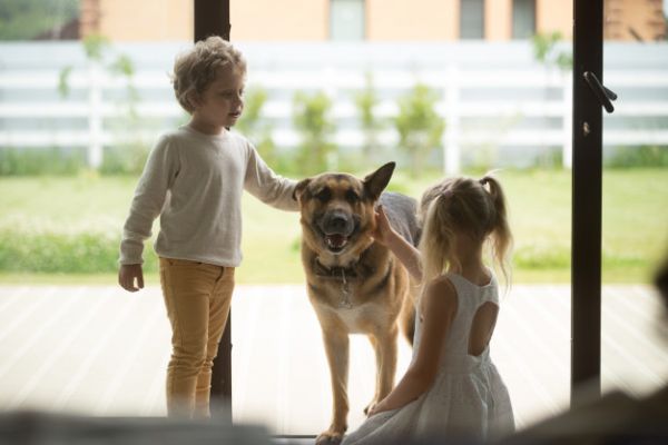 imunização de cães