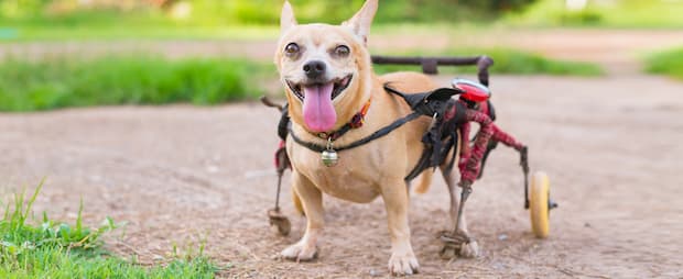 cadeira de rodas para cachorro