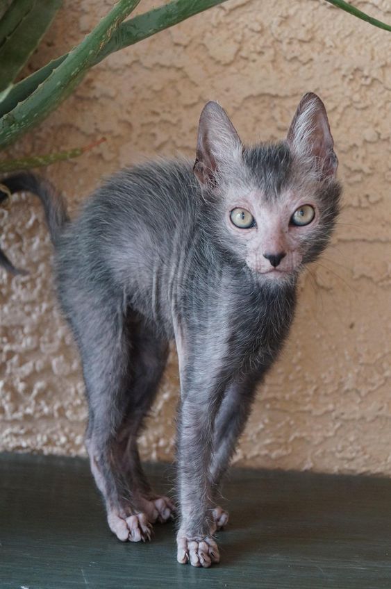 lykoi