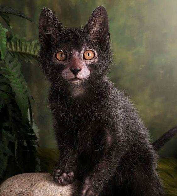 lykoi