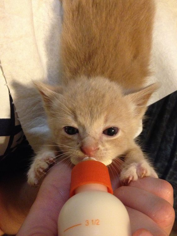 mamadeira para cães e gatos