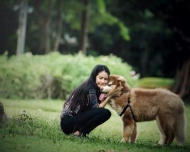 casinha para cachorro