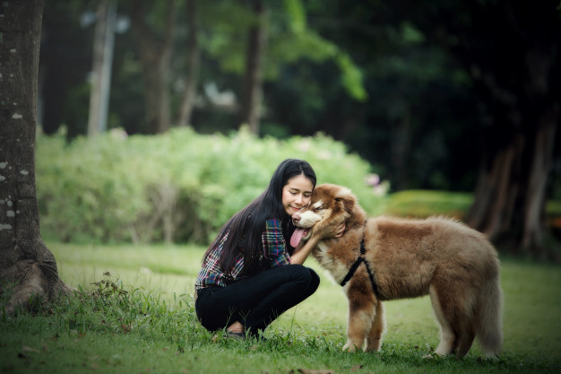 casinha para cachorro