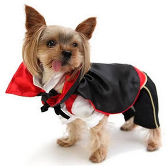fantasia de cachorro