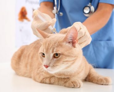 importancia da vacina para gatos