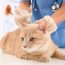 importancia da vacina para gatos