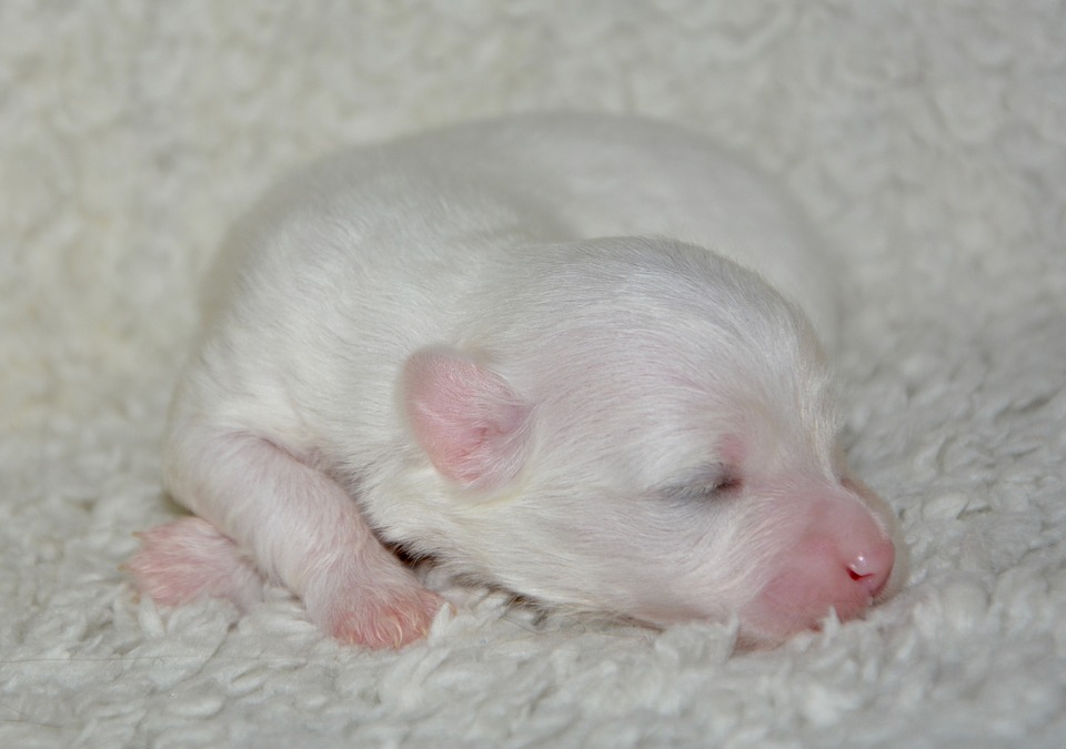 como cuidar de cachorrinho recém nascido