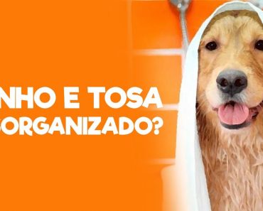 manter o banho e tosa organizado